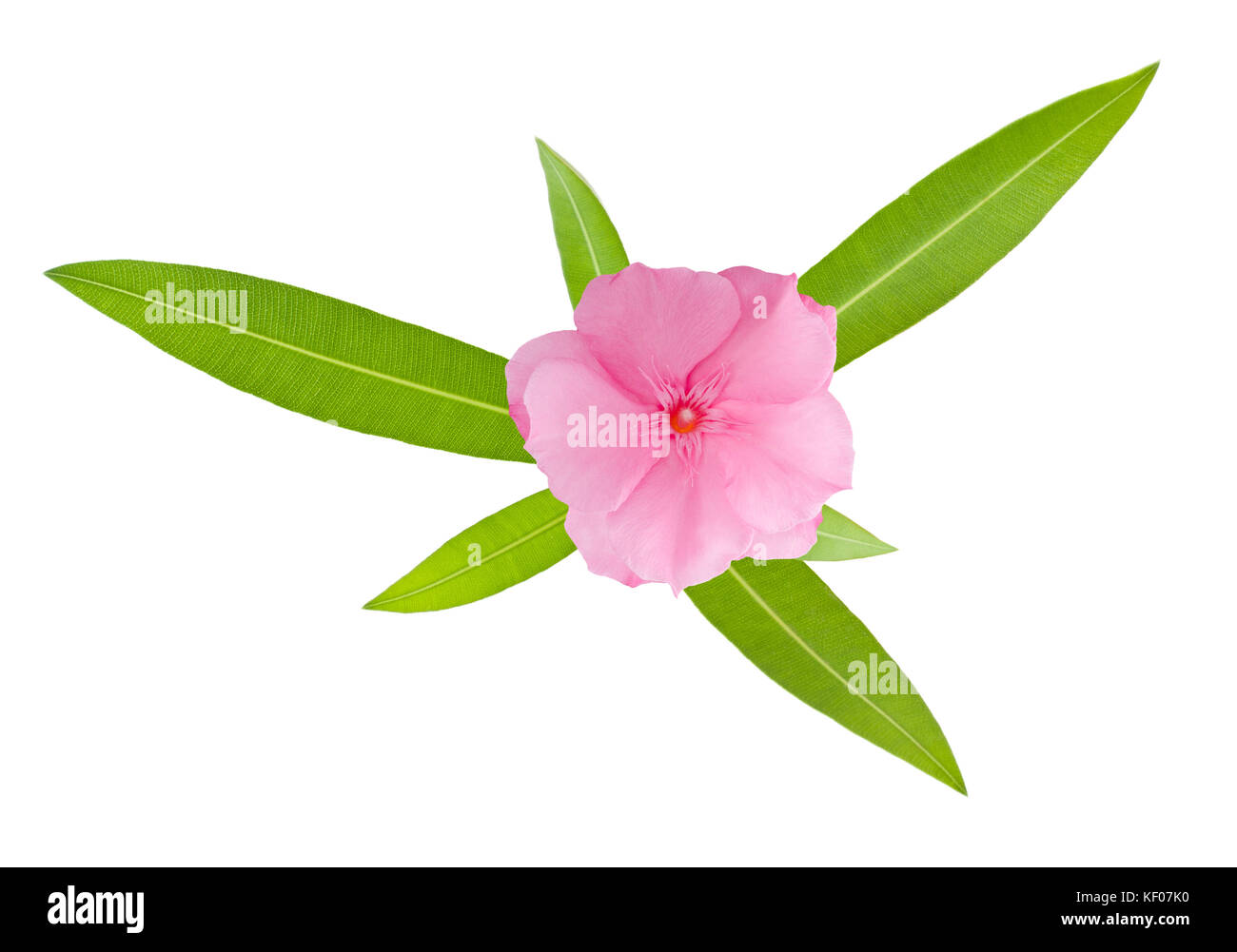 Nerium Oleander branch with leaves isolated on white Stock Photo