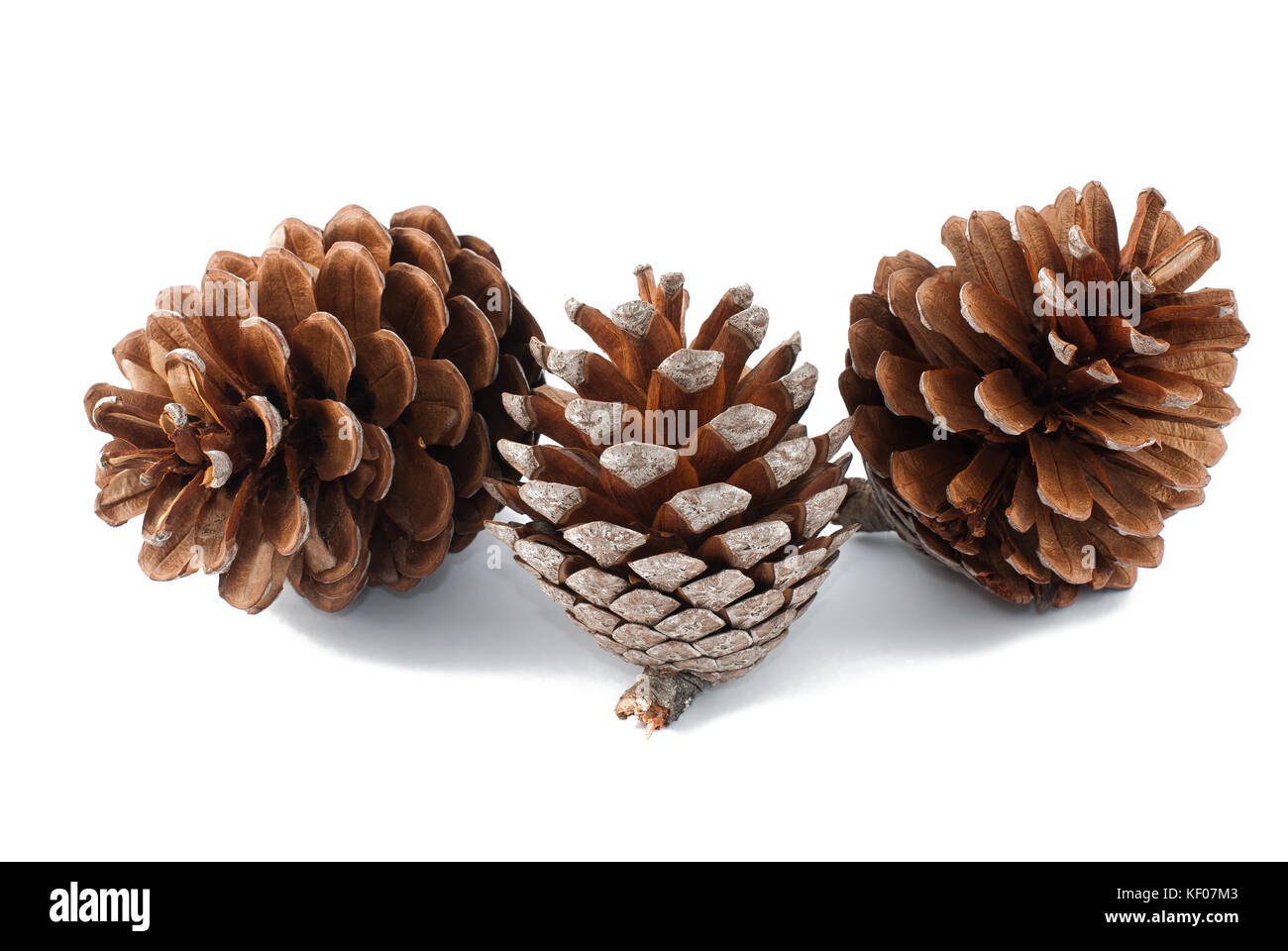 Pine cones group isolated on white Stock Photo