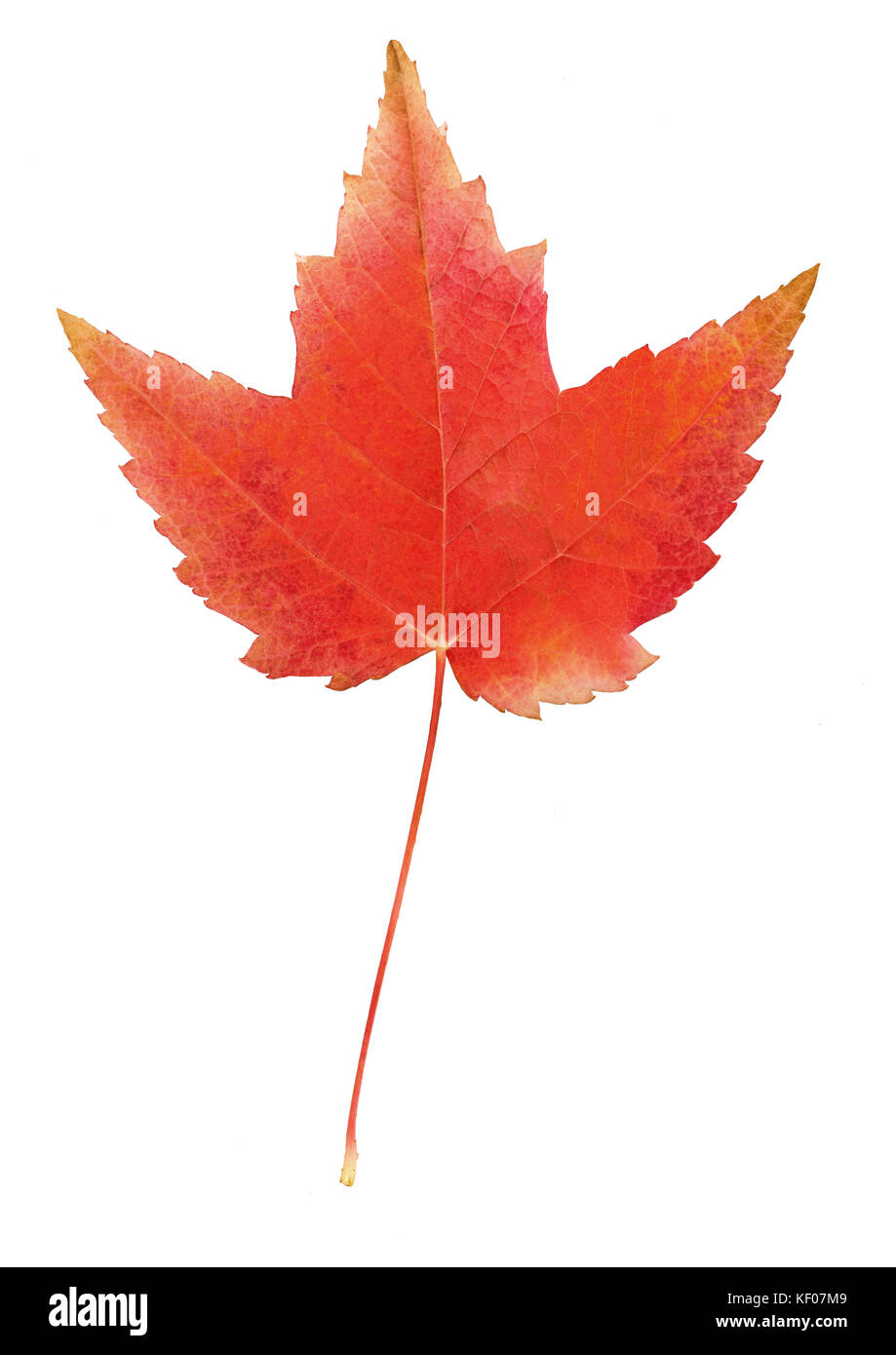 Red maple leaf isolated on white Stock Photo