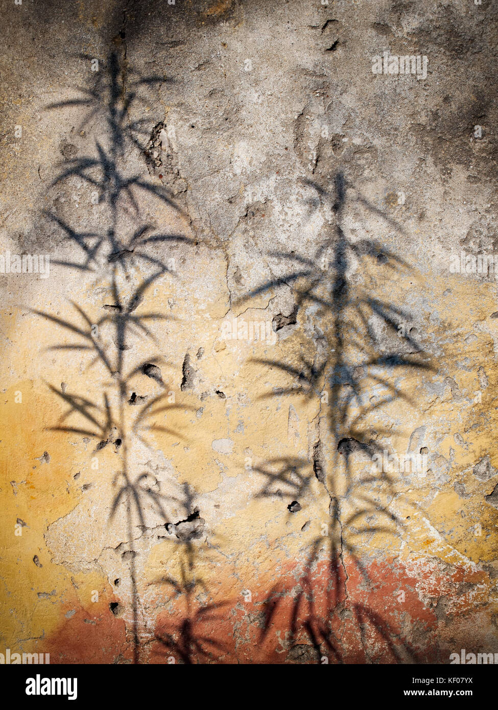Shadows of Hemp or Cannabis plant on a grungy wall. Stock Photo