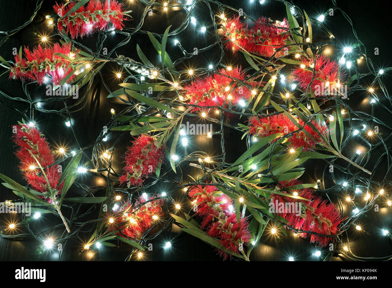 Bottlebrush Flowers and Fairy Lights on Black Background Stock Photo