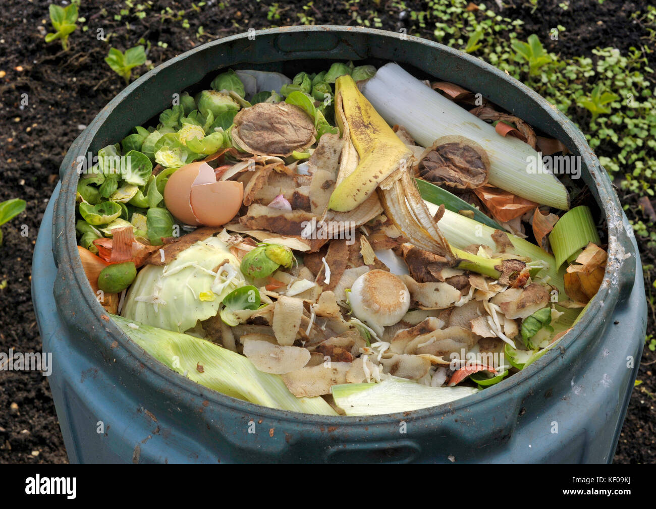 Recycling kitchen food waste in a garden compost bin including fruit