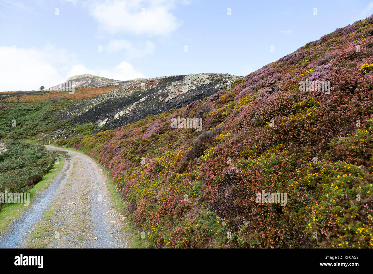 Snowdonia wales heather hi-res stock photography and images - Alamy