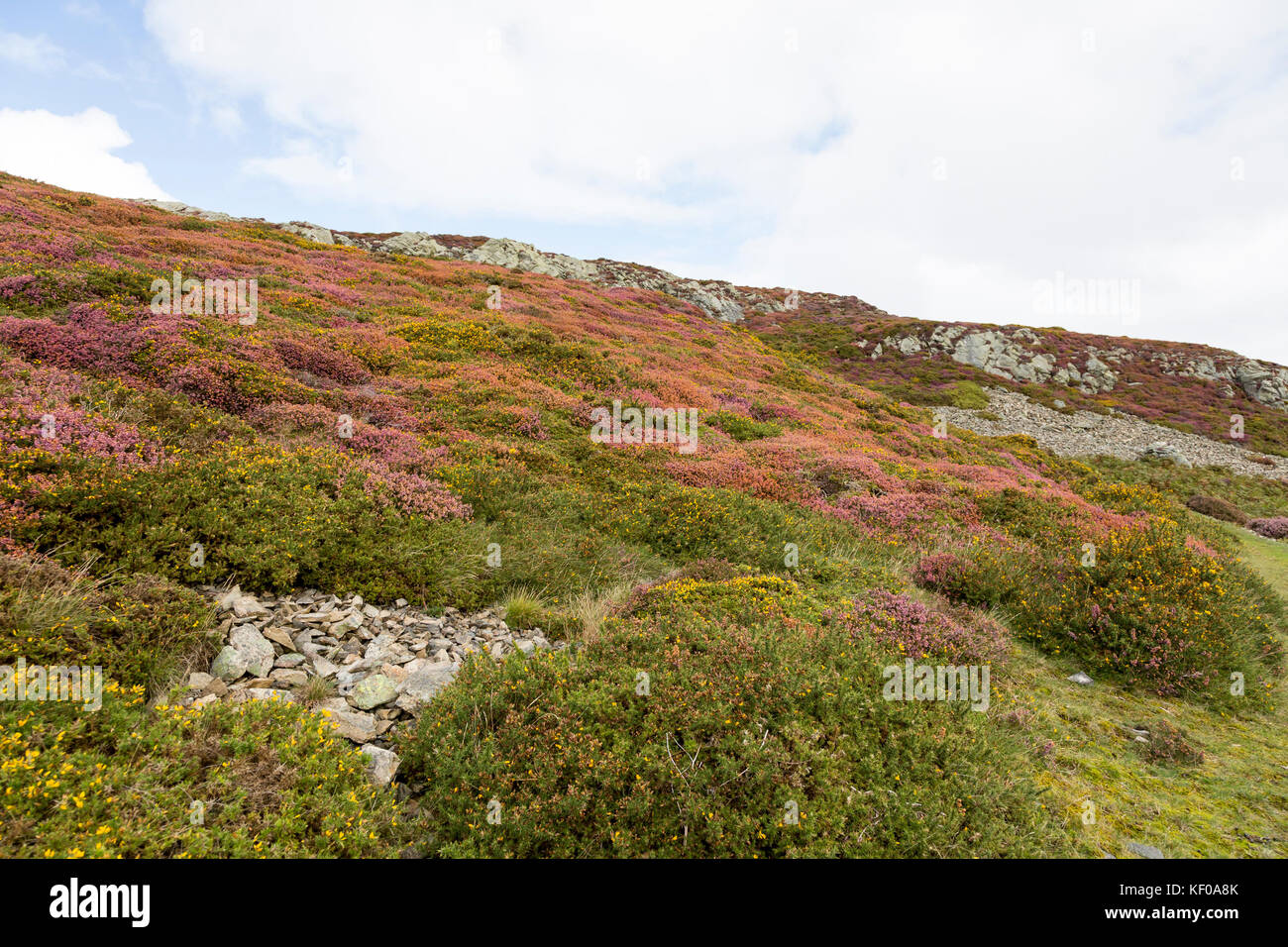 Snowdonia wales heather hi-res stock photography and images - Alamy