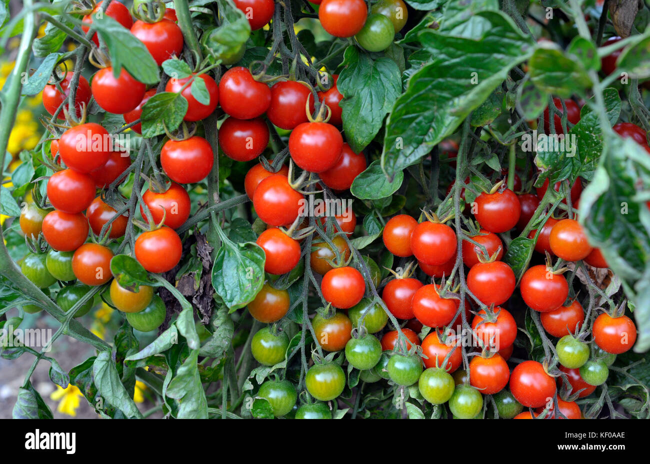 Outdoor grown Cherry tomatoes, F1 Sweet Million, ripening on the vine in a garden. Stock Photo