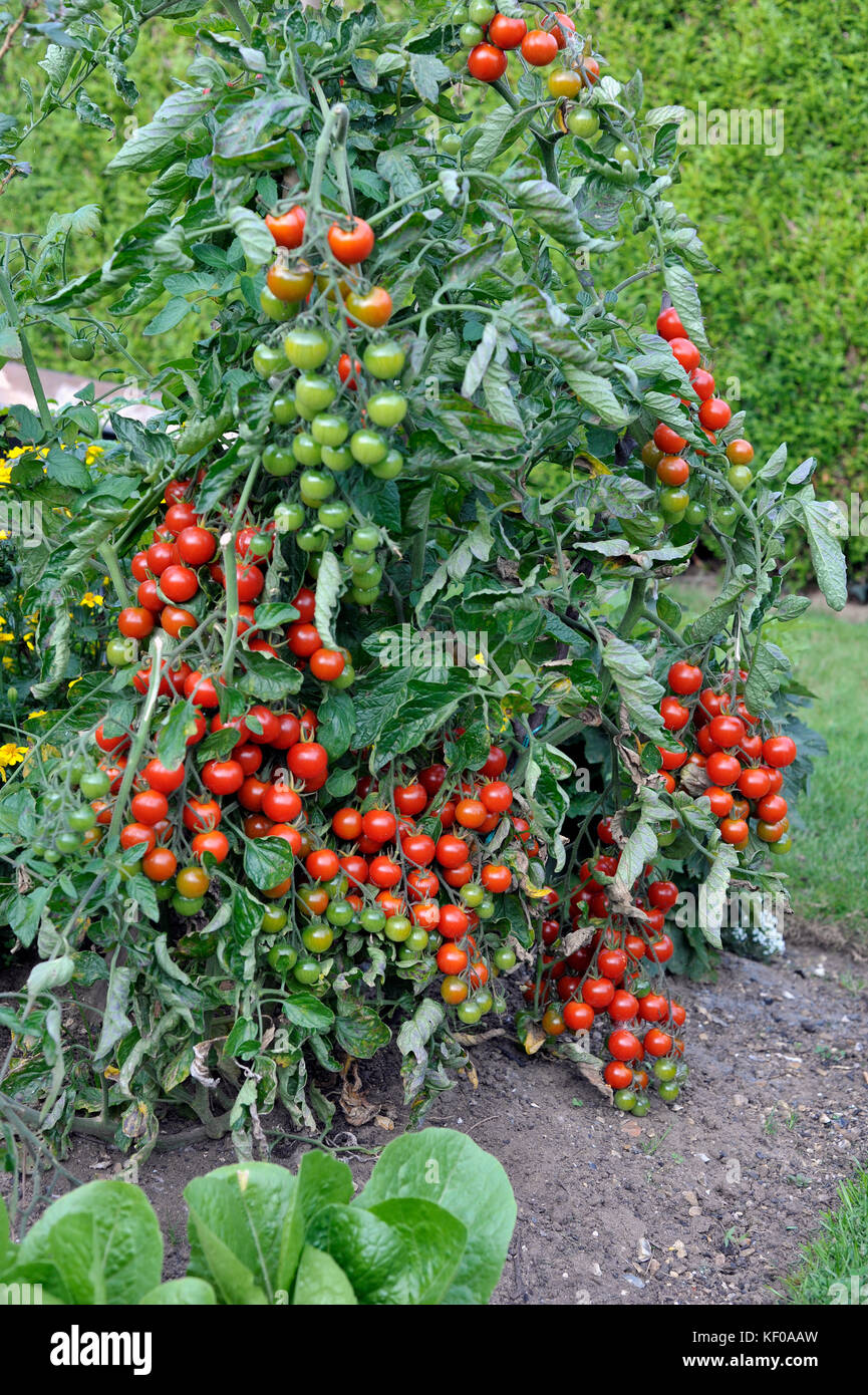 Outdoor grown Cherry tomato plant, F1 Sweet Million, tomatoes ripening on the vine in a garden. Stock Photo