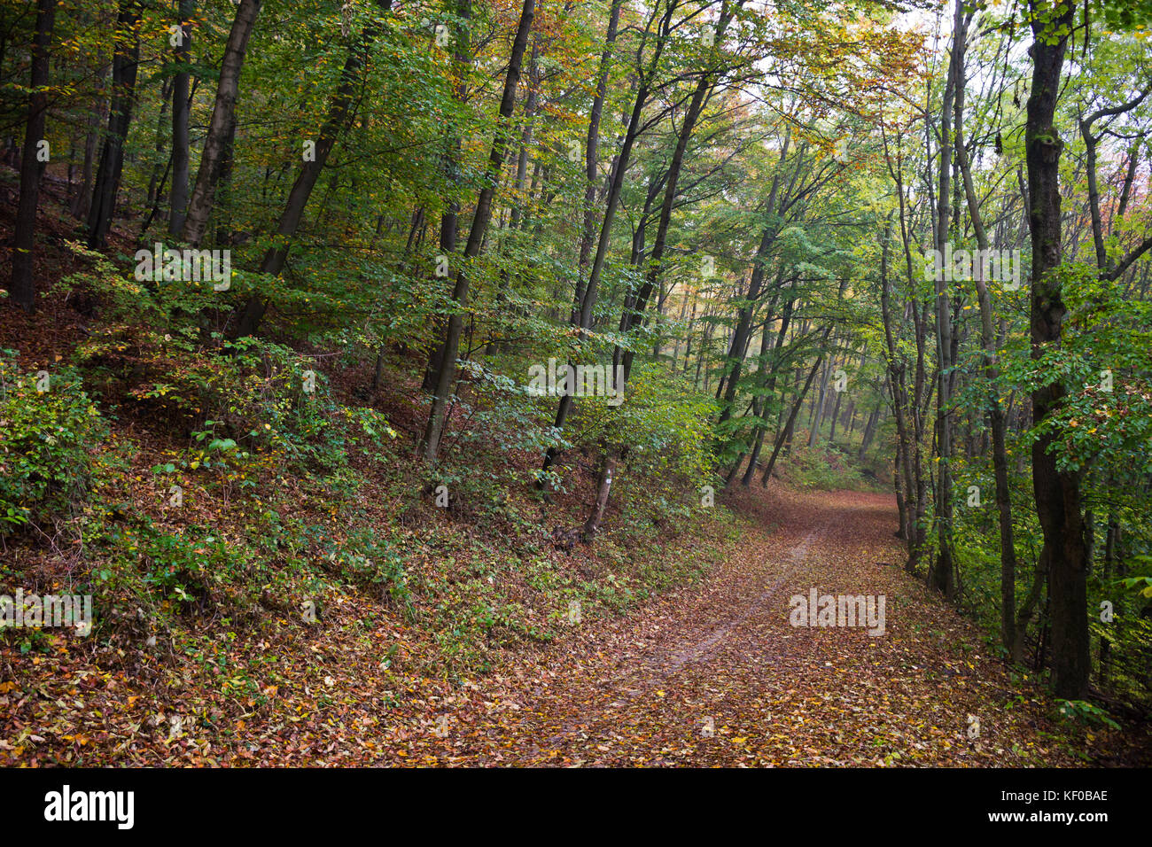 Hiking trail in a deciduous forest on a foggy gloomy day in autumn ...