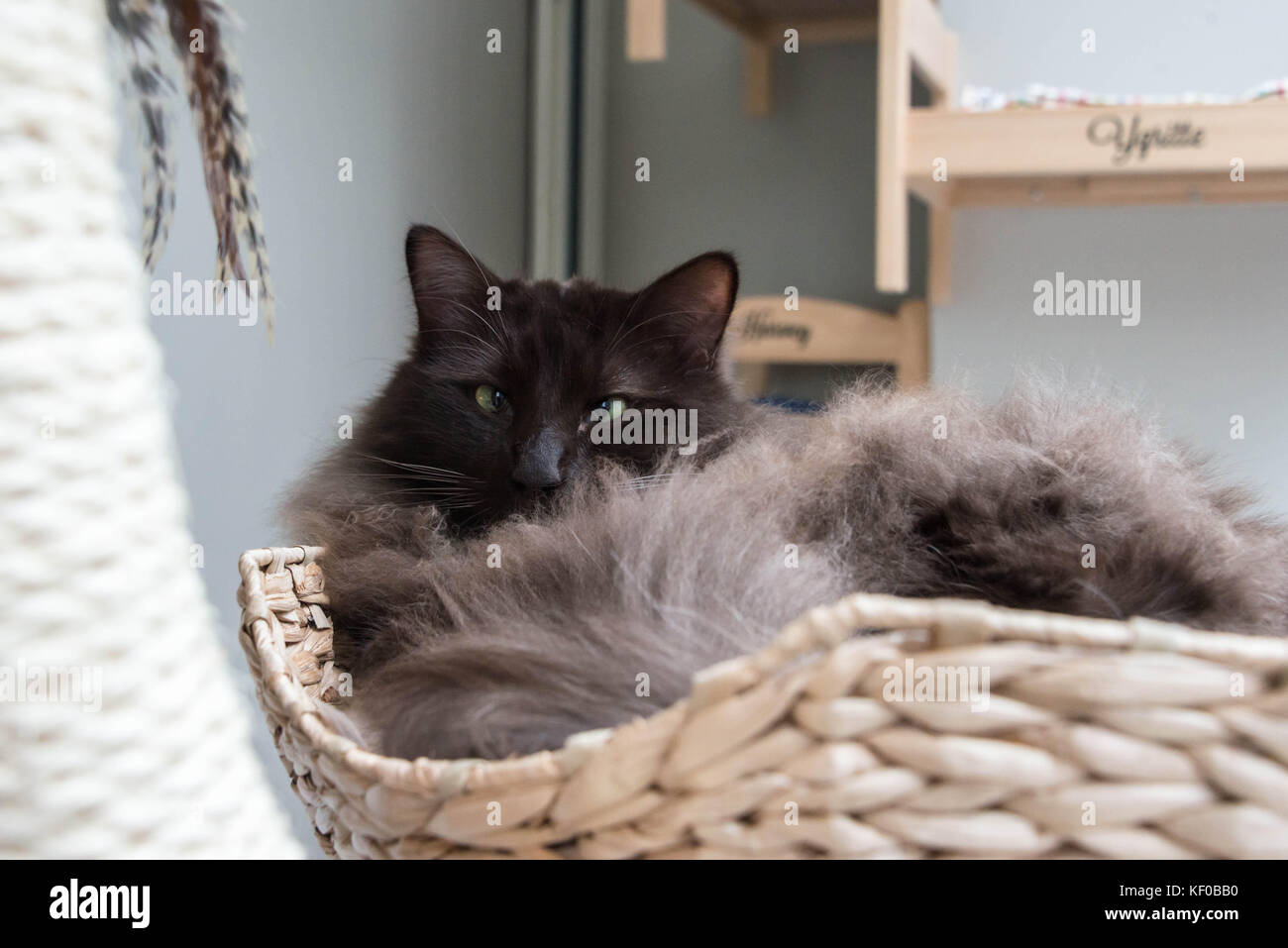 A chocolate birman cat relaxing in a basket Stock Photo