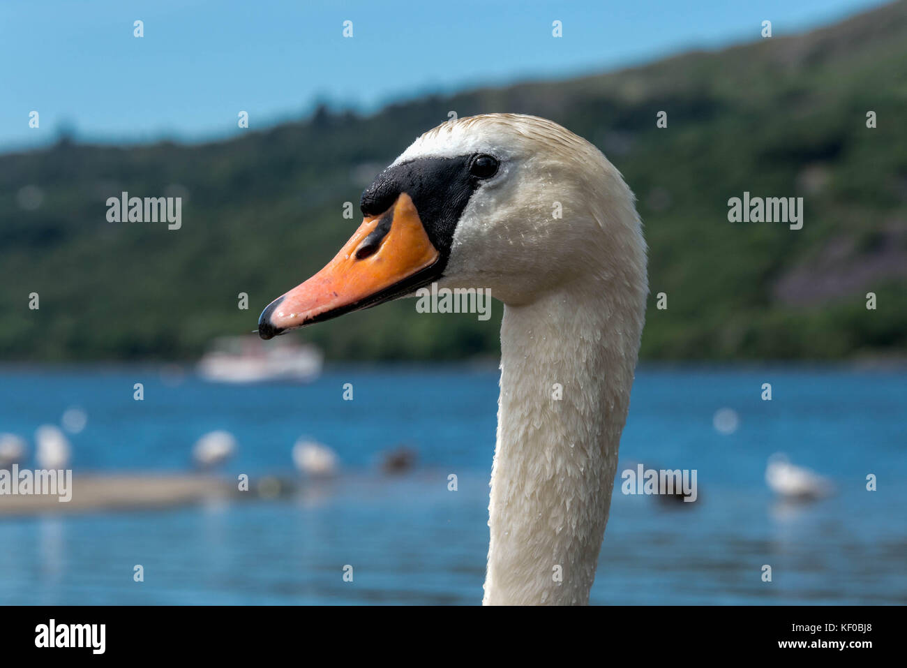 Close up of a mute swan (Cygnus olor) on a lake in Llanberis, Wales Stock Photo