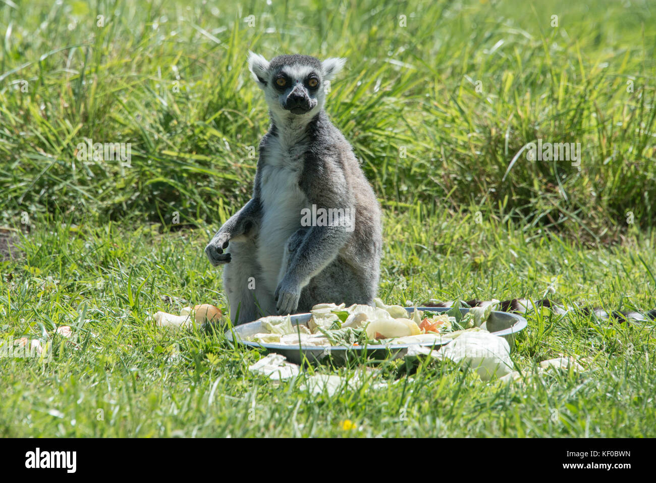 Ringtailed lemur at feeding time in a wildlife park Stock Photo