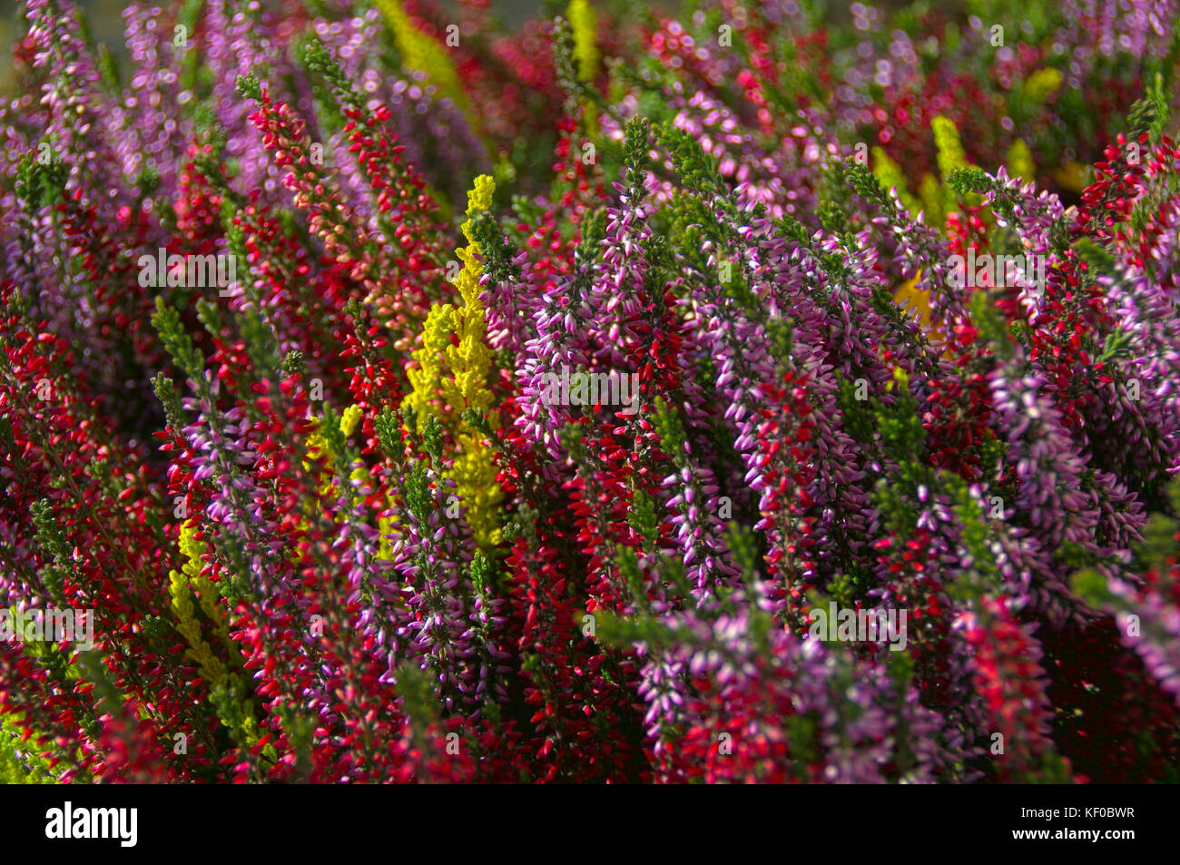 A colorful composition of heather flowers. Typical of autumn plants blooming. Stock Photo