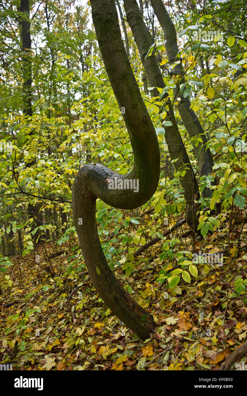 Crooked and curved tree in an autumnal deciduous forest with green and yellow foliage on a rainy day. Stock Photo