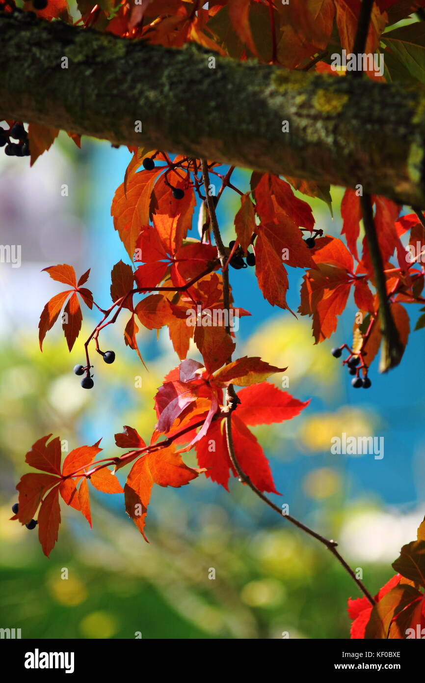 Bright fall image with red vine wild grape leaves in sunlight. Stock Photo