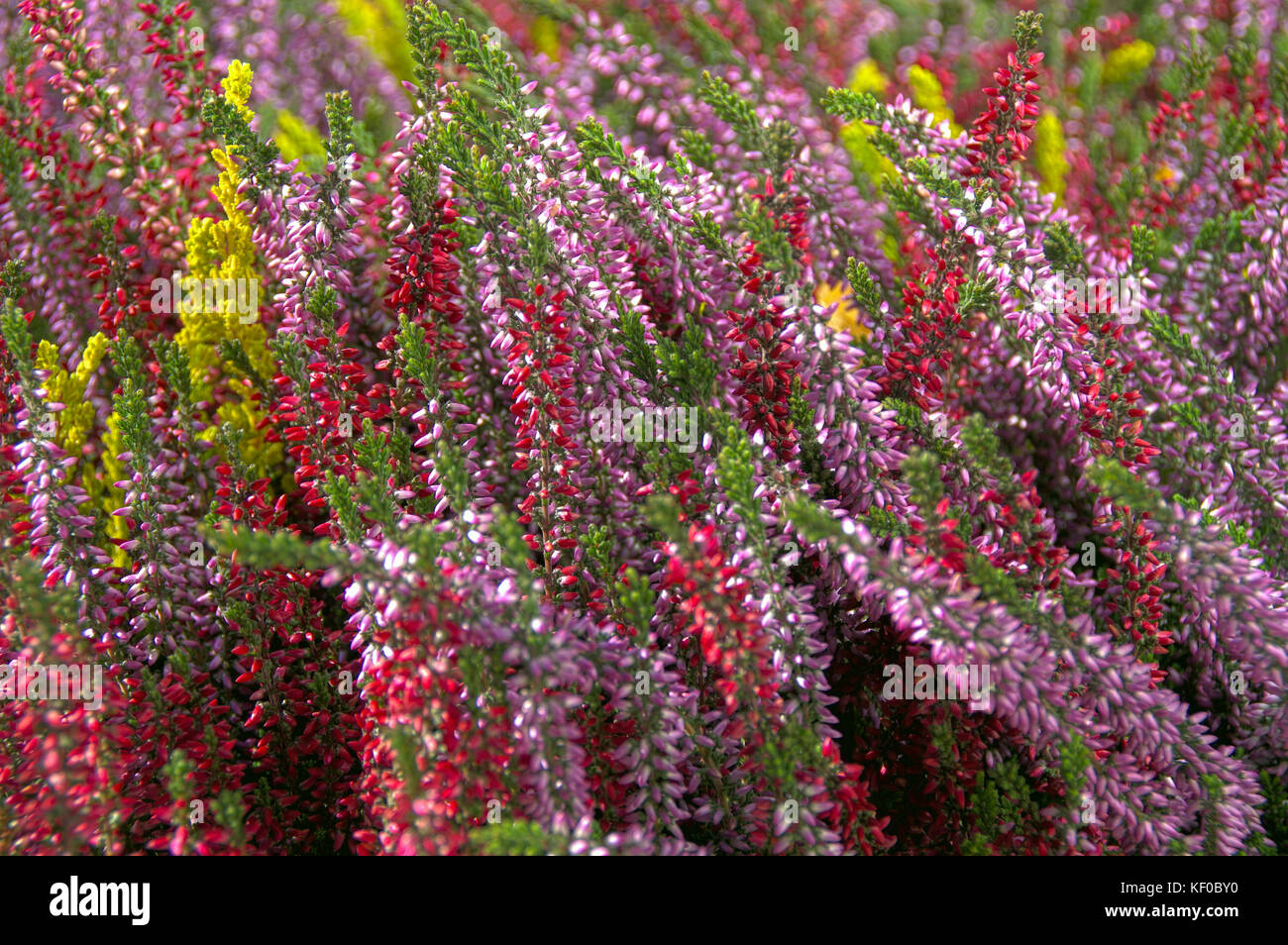 A colorful composition of heather flowers. Typical of autumn plants blooming. Stock Photo