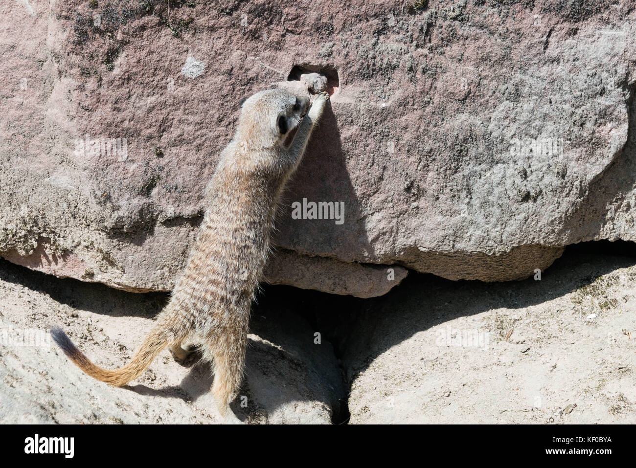 A meerkat digging for food in a hole in a rock Stock Photo