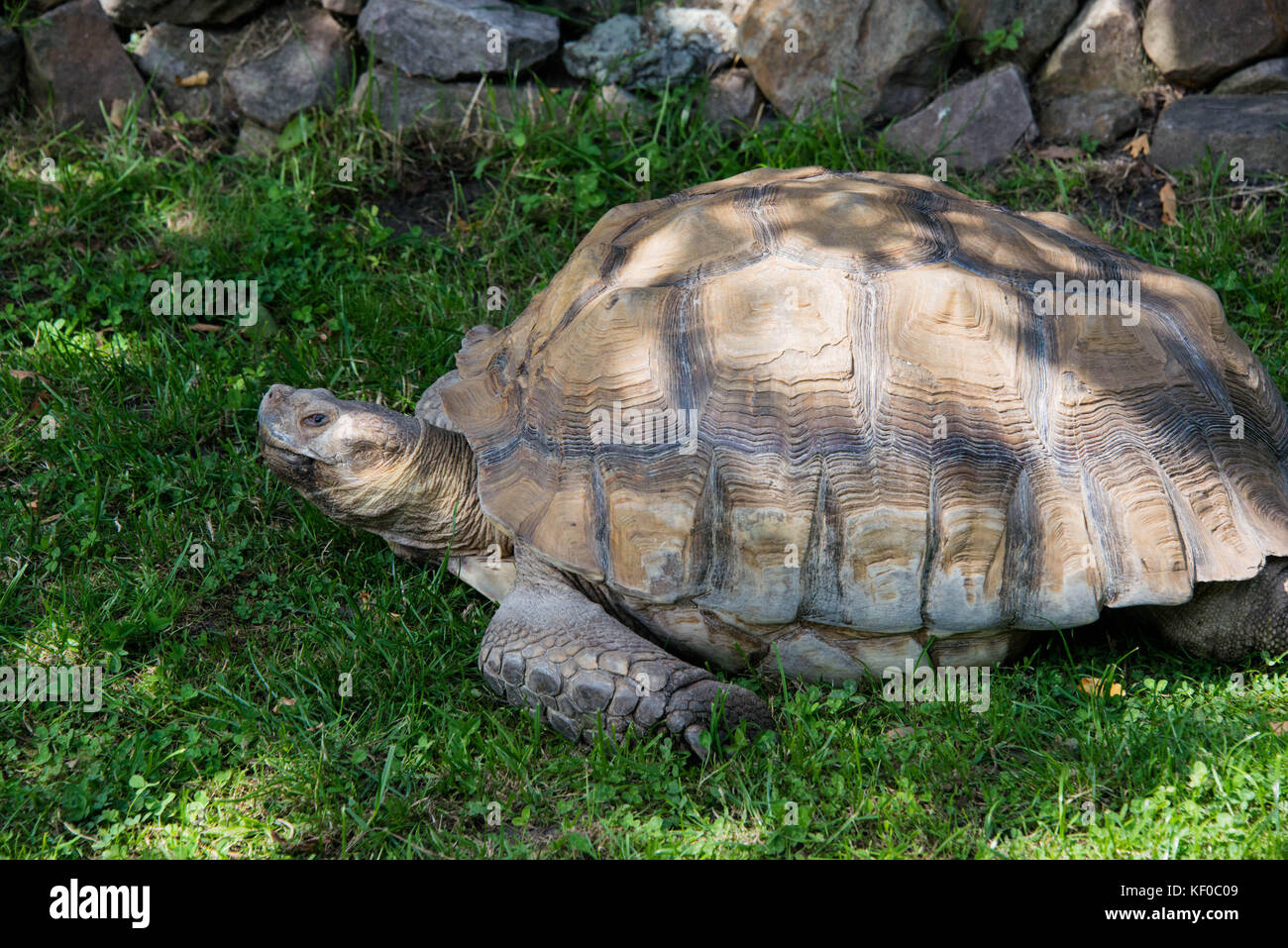 Giant Sulcata Tortoise relaxing in the shade on a sunny day Stock Photo