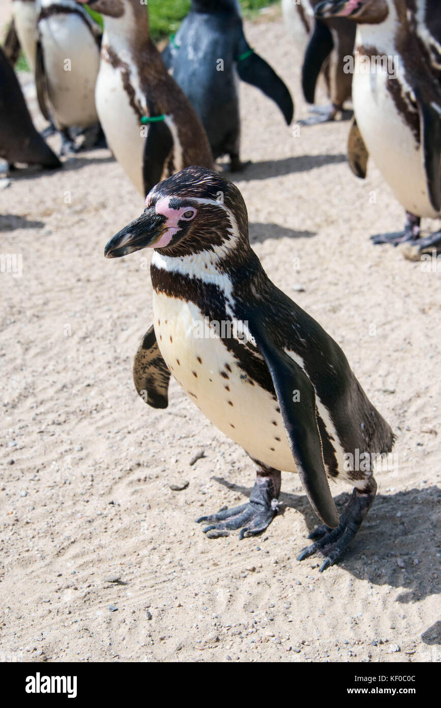 A Humboldt Penguin walking in its enclosure Stock Photo