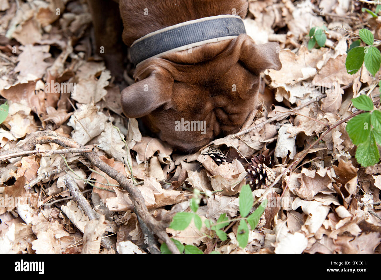 Olde English Bulldogge in forest sniffing in leaves Stock Photo