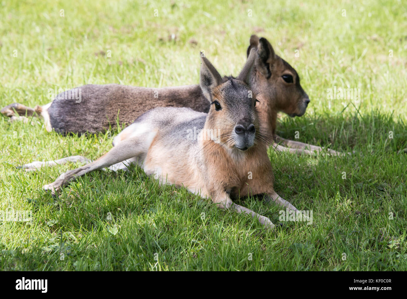 Two Patagonian mara sitting in the shade on a sunny day Stock Photo