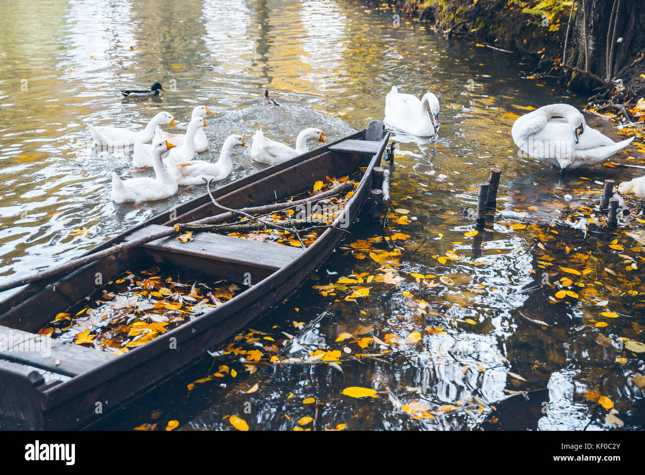 swan sweem in the lake in autumn day under tree with yellow leaves Stock Photo