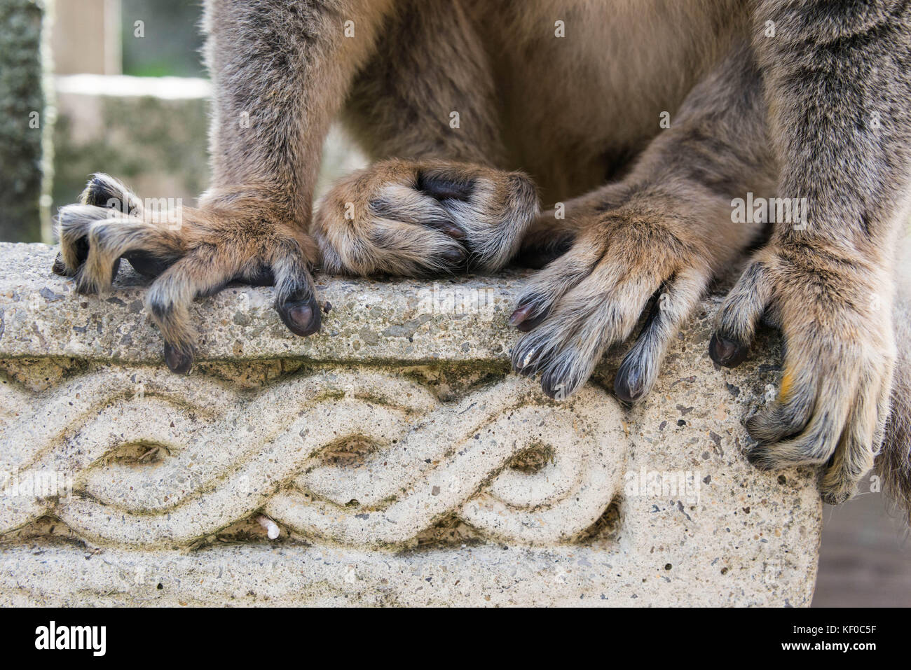Close up of the toes of a brown lemur as it sits on a wall Stock Photo