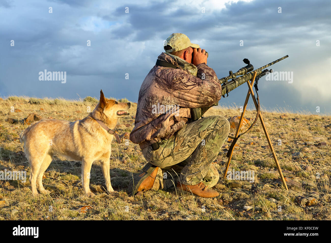 A camouflaged hunter kneels beside his tracking dog and rifle and scans an arid landscape for prey while hunting coyote in southwest Wyoming. Stock Photo