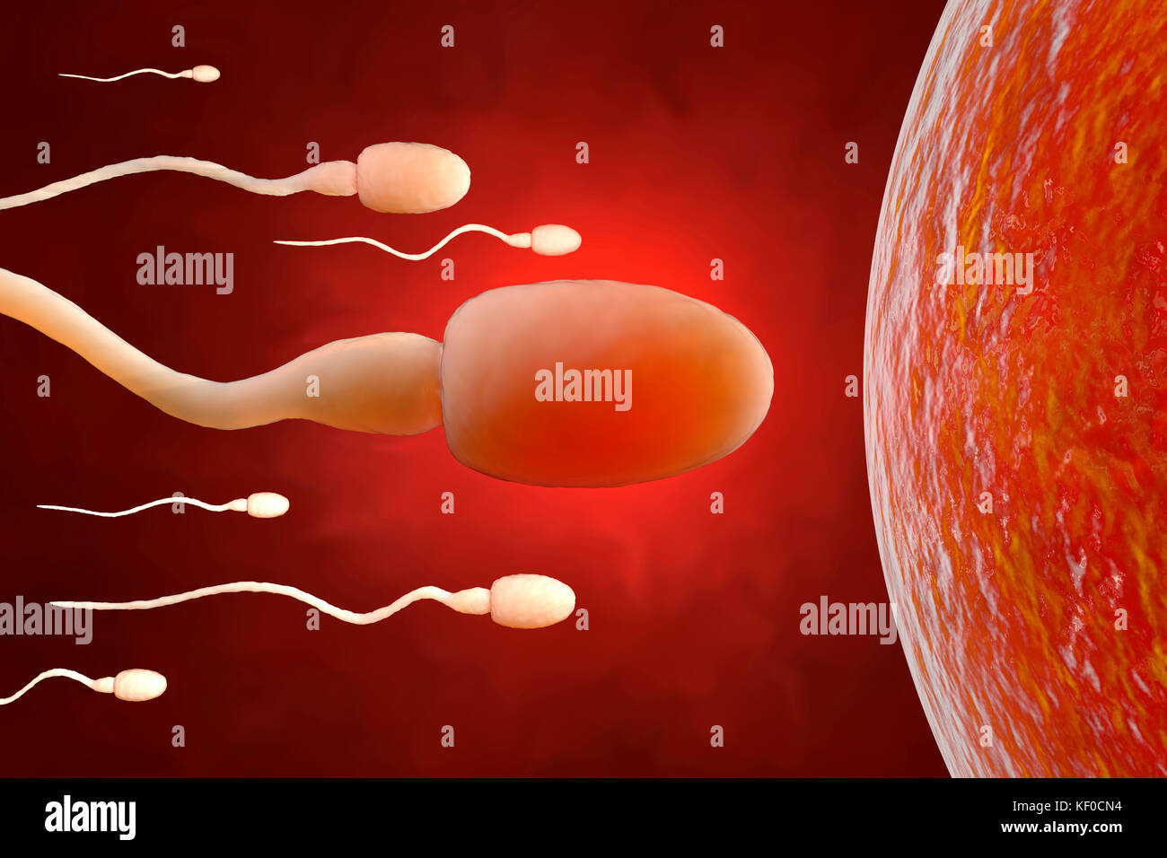 Sperm trying to reach an egg cell, 3D Rendering Stock Photo