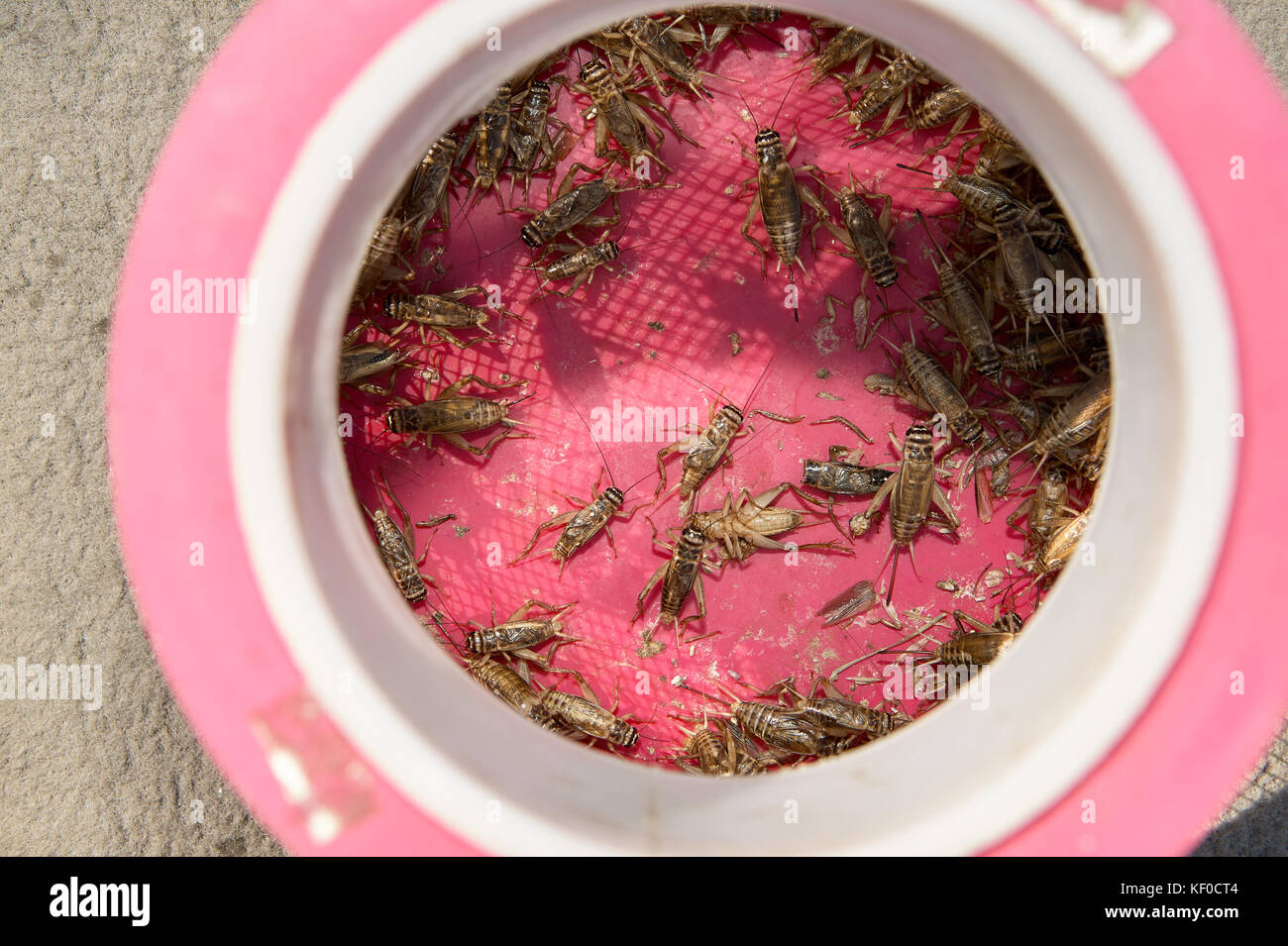 Live crickets in a cricket cage to be used as bait for freshwater fishing  viewed from above on pink Stock Photo - Alamy