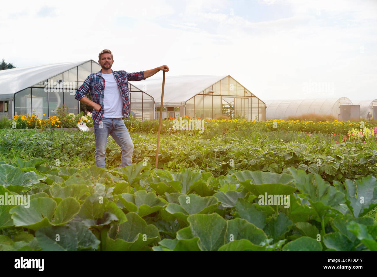 Farmer bei der Arbeit auf dem Feld in der Landwirtschaft - Gemüseanbau Stock Photo