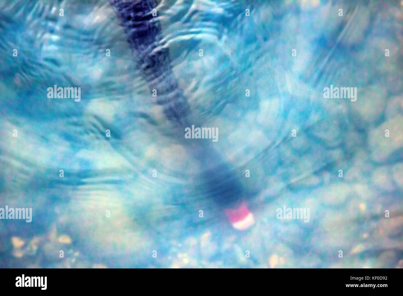 Australian black swan (Cygnus atratus) feeding on pond. Bird dips its