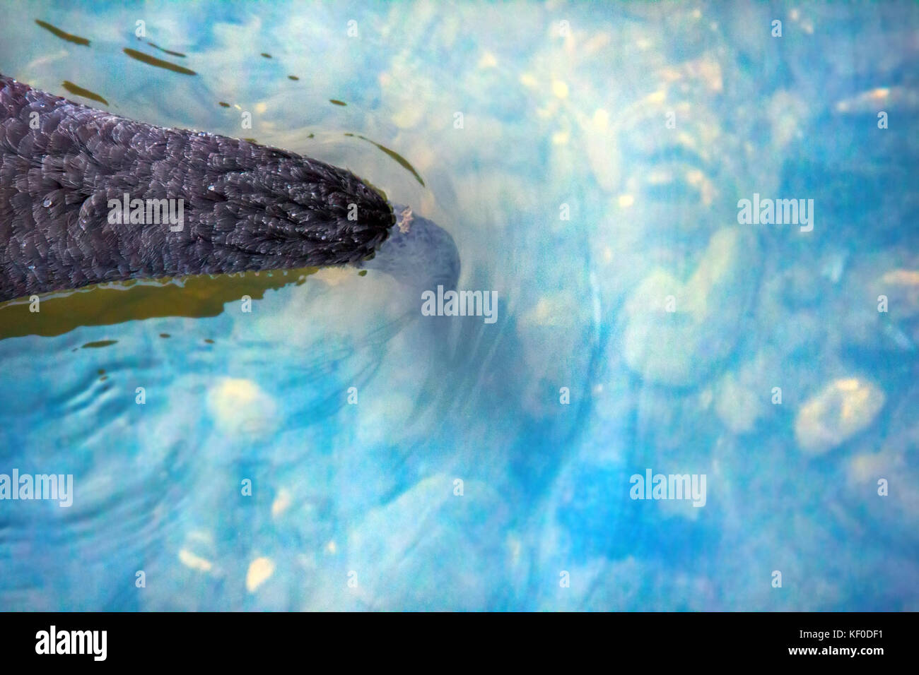 Australian black swan (Cygnus atratus) feeding on pond. Bird dips its