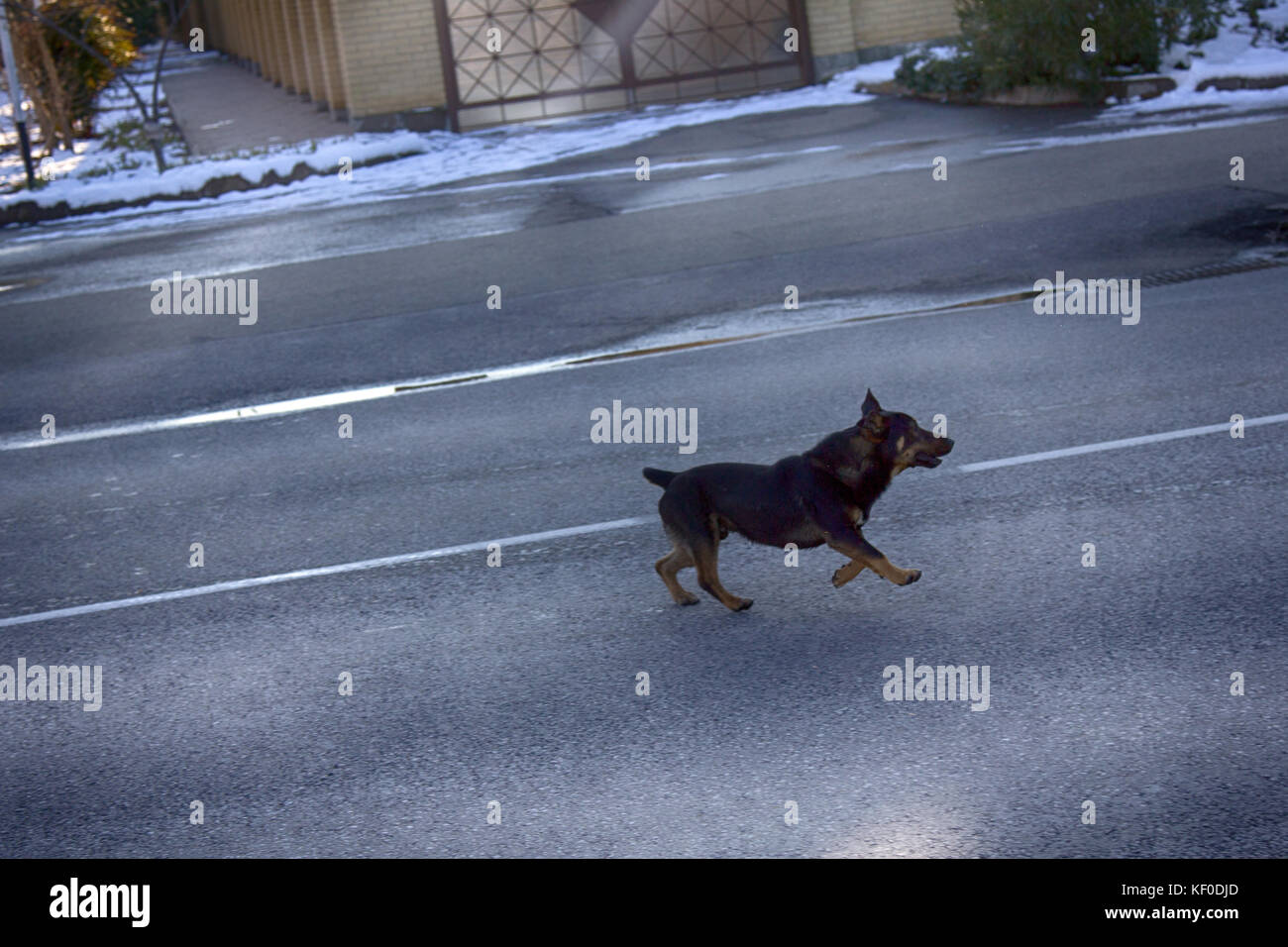 attacking a mad dog on road Stock Photo