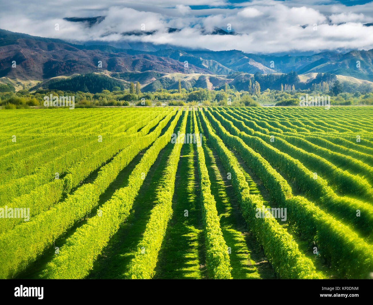 New Zealand, South Island, Marlborough, vineyard in Blenheim Stock