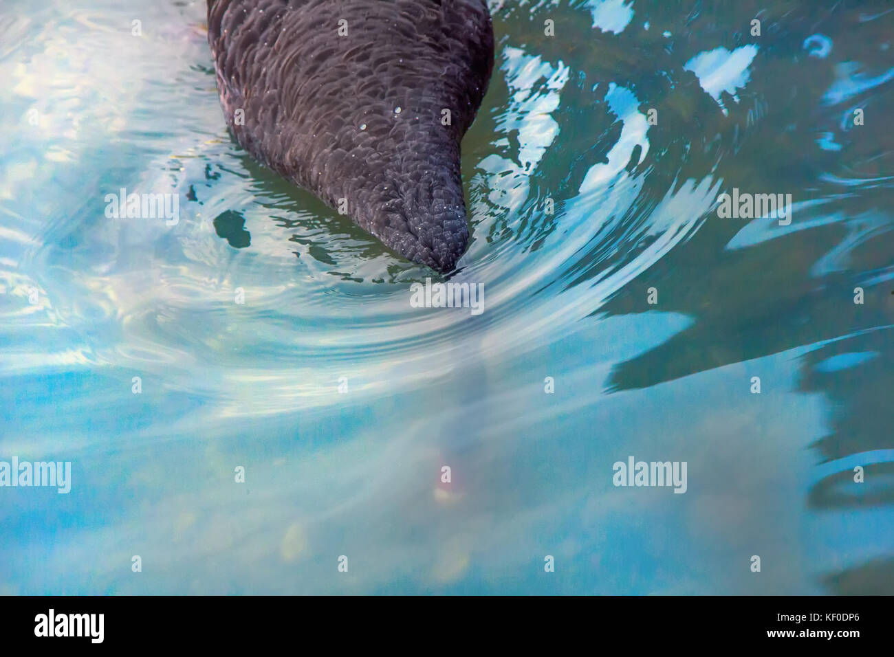 Australian black swan (Cygnus atratus) feeding on pond. Bird dips its
