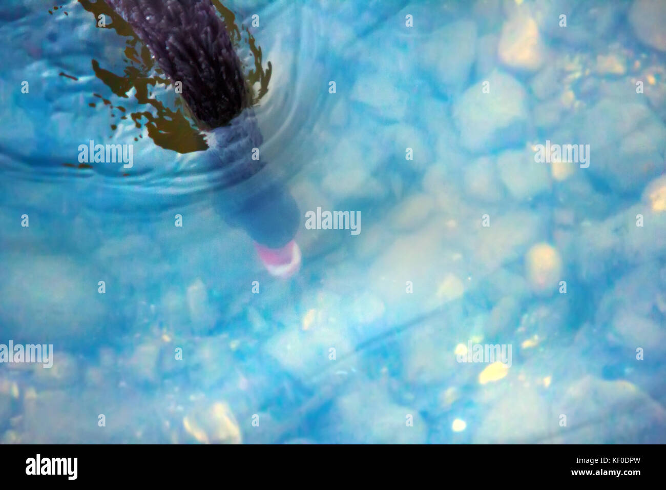 Australian black swan (Cygnus atratus) feeding on pond. Bird dips its