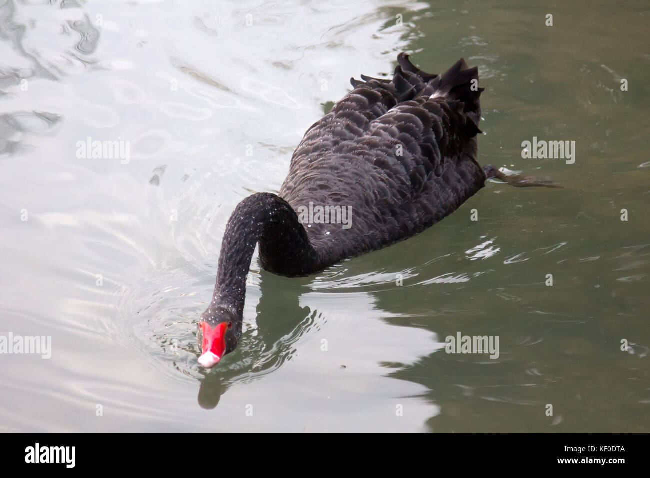 Australian black swan (Cygnus atratus) feeding on pond. Bird dips its