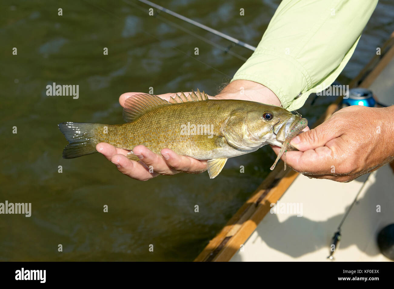 Fisherman displaying a freshly caught small mouth bass in his hands