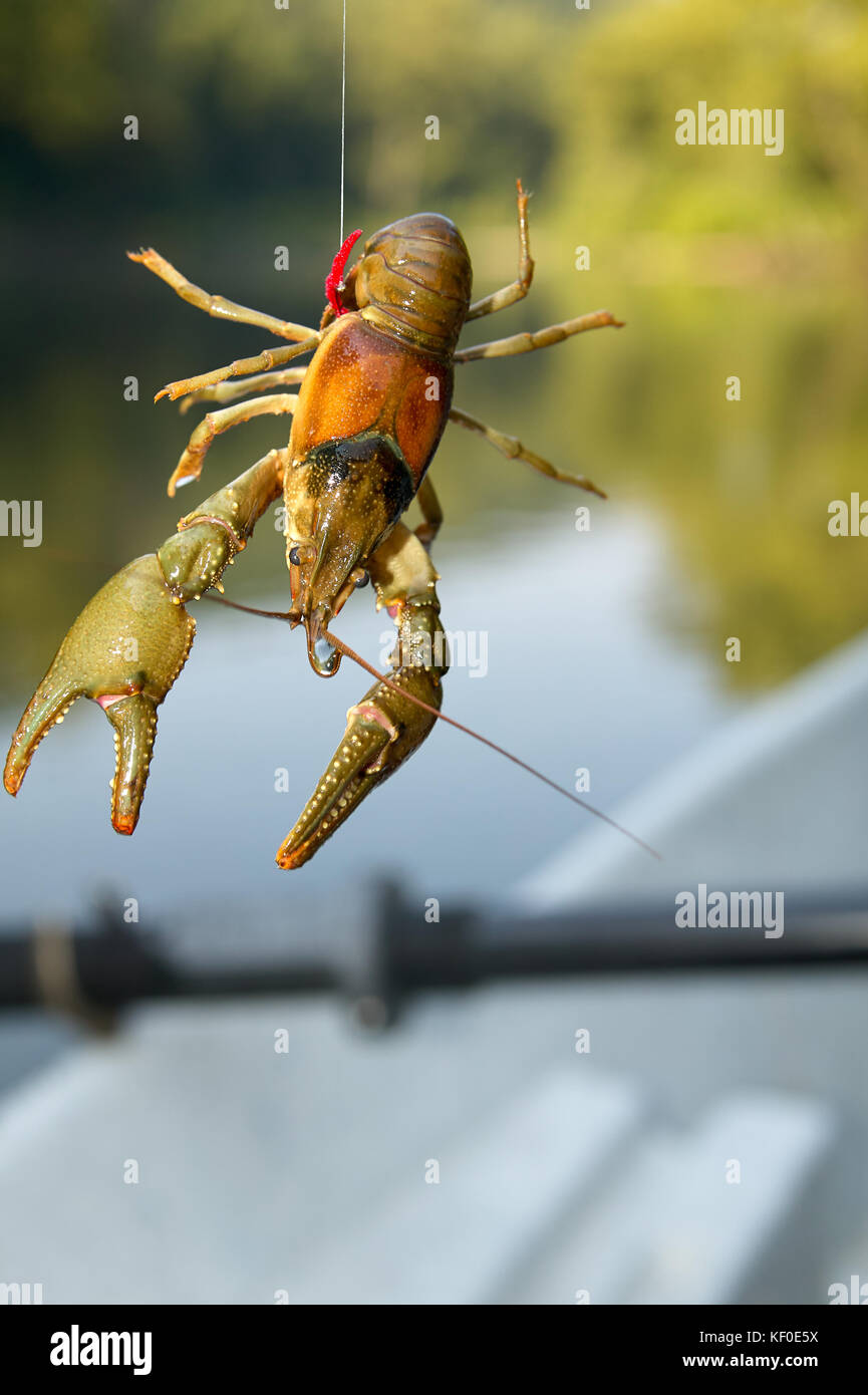 Freshwater crayfish, lobster or crawfish dangling on a fishing line either hooked while fishing or being used as bait Stock Photo