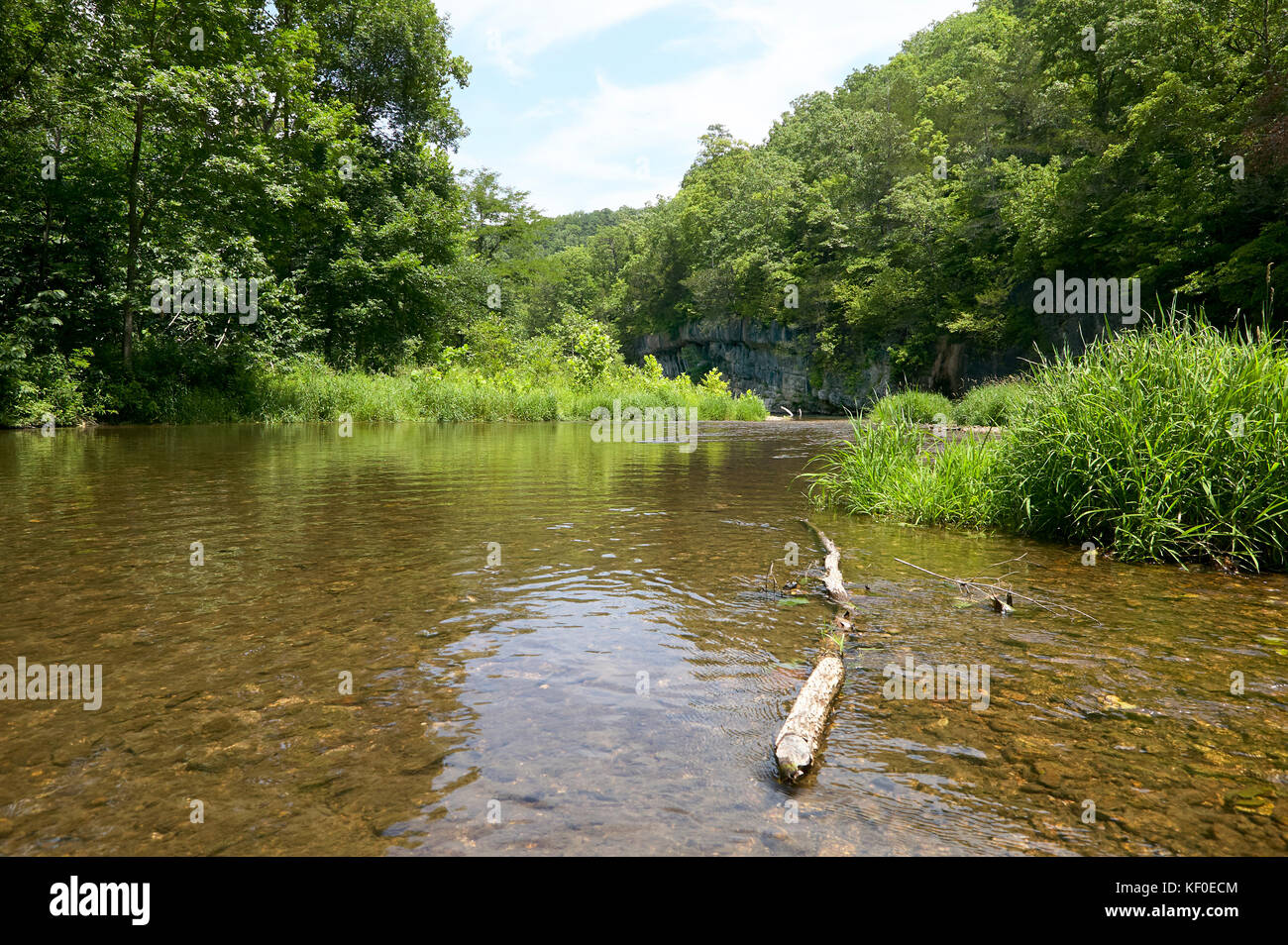 View of the Current River flowing through lush greenery and forest