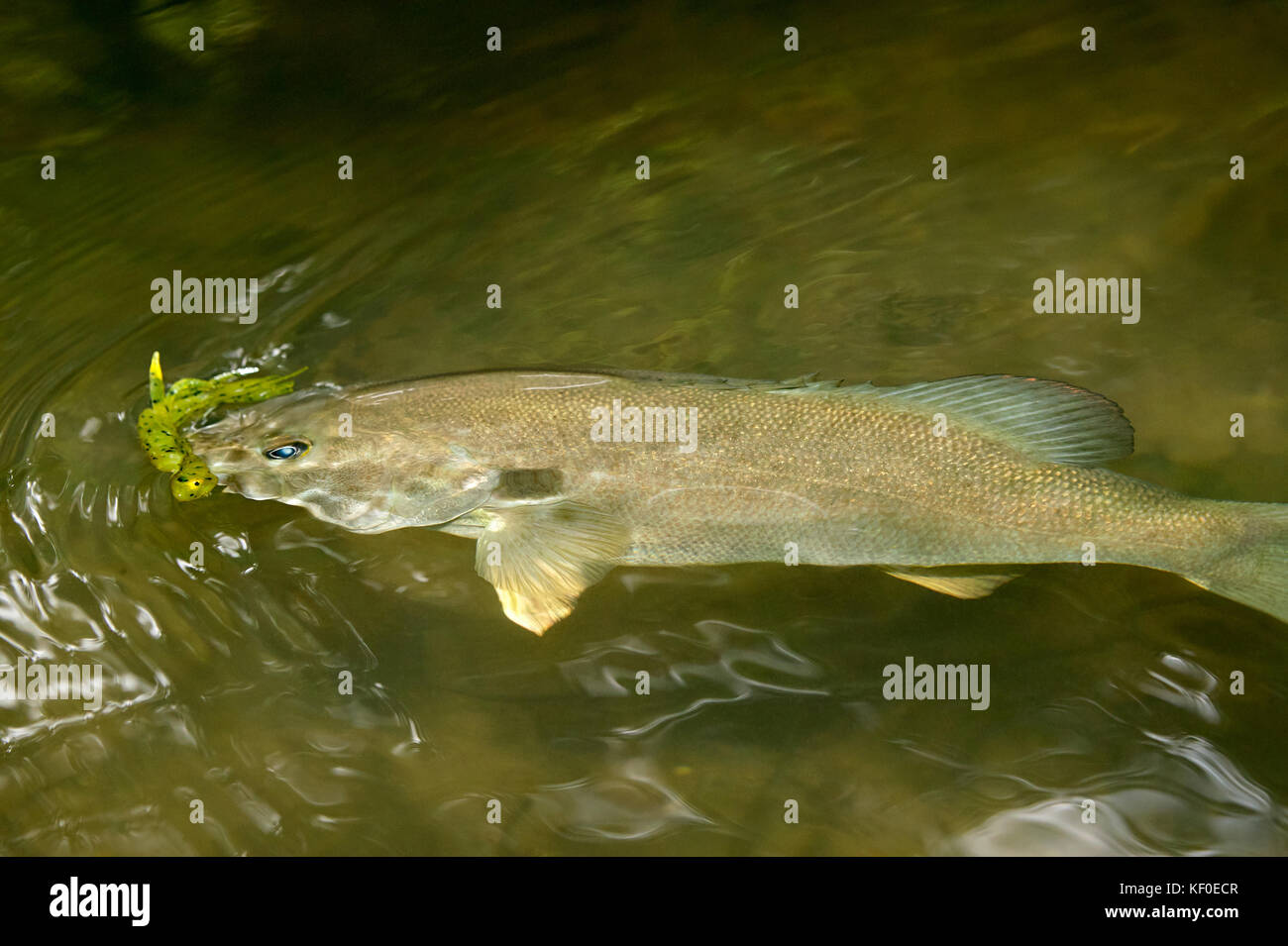 Hooked smallmouth bass with yellow bobber or lure swimming in shallow water  viewed from above on a fishing trip Stock Photo - Alamy