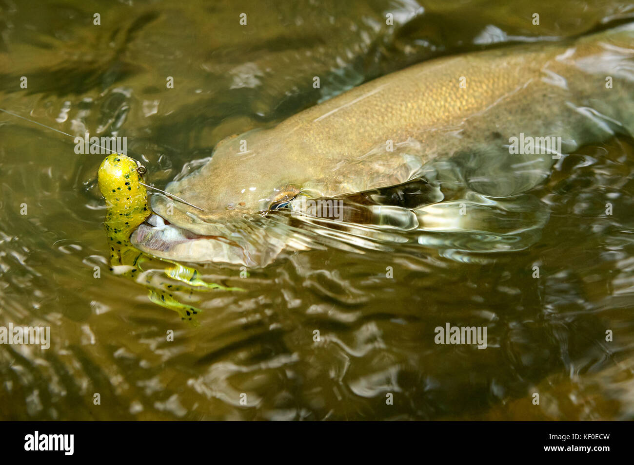 Hooked smallmouth bass being reeled in to shallow water with a yellow bobber alongside suspended on the line viewed from above swimming underwater Stock Photo