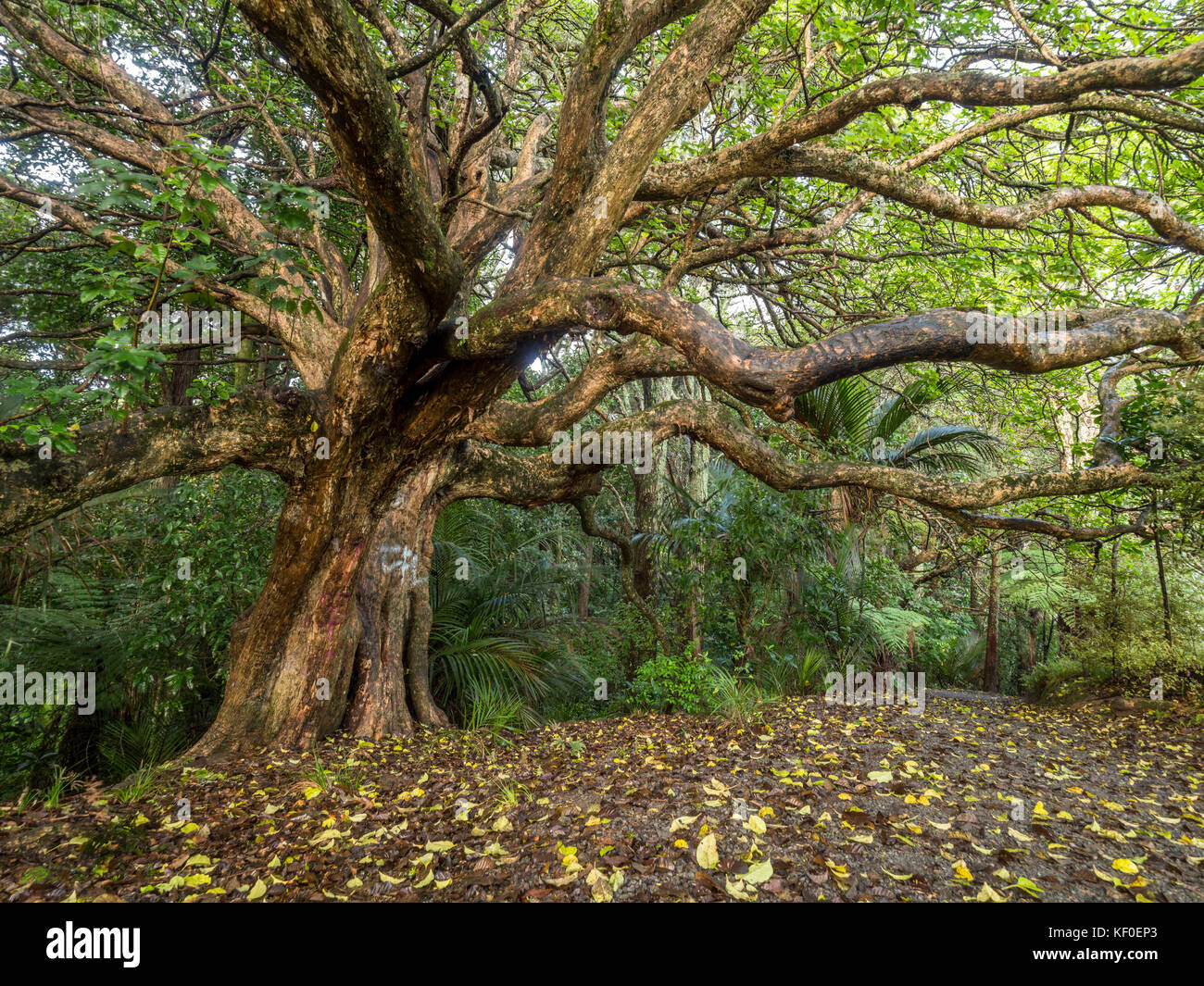 New Zealand, North Island, old deciduous Tree near Whangarei Stock Photo