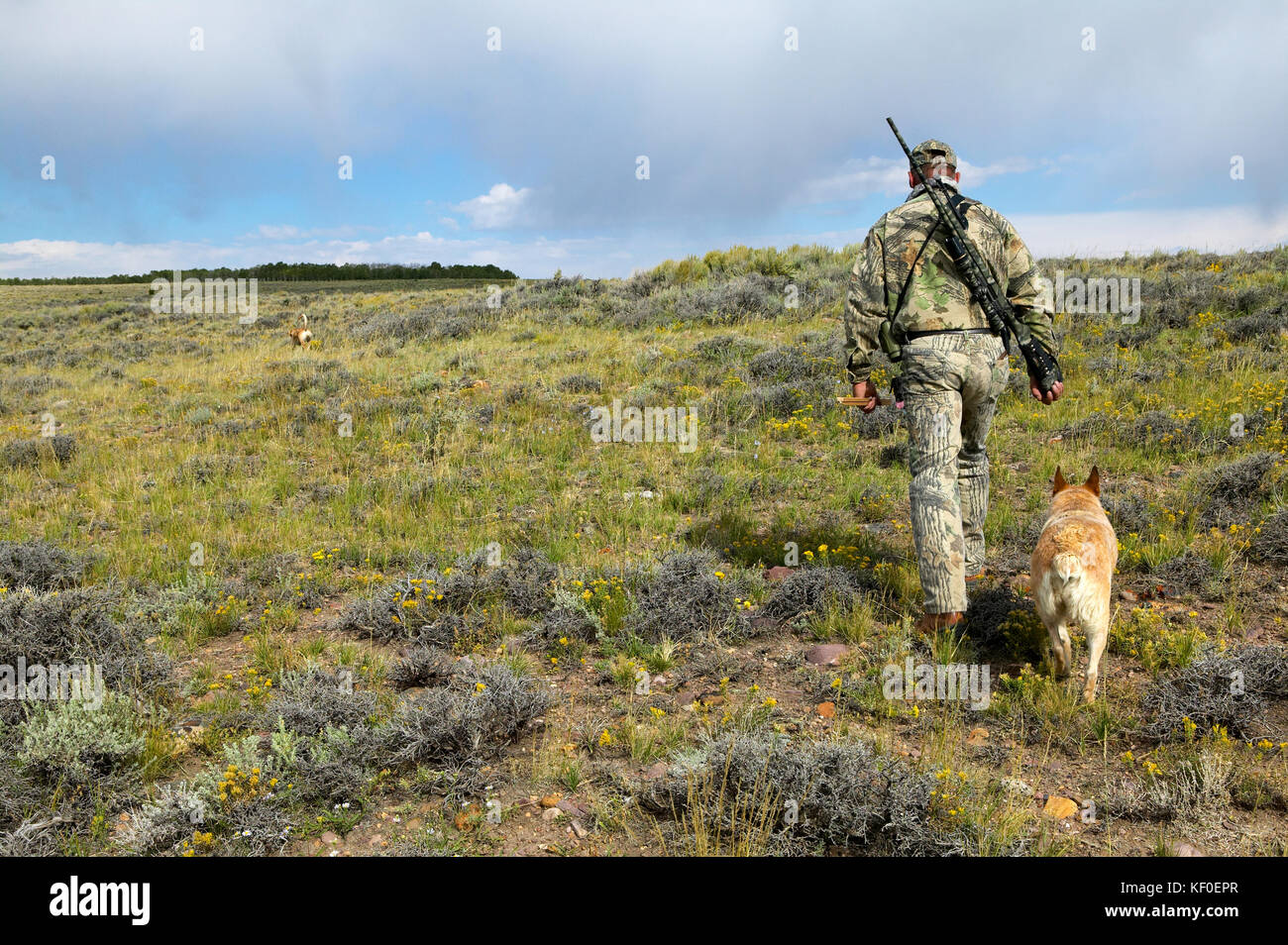 A camouflaged coyote hunter with a rifle and red heeler tracking dog