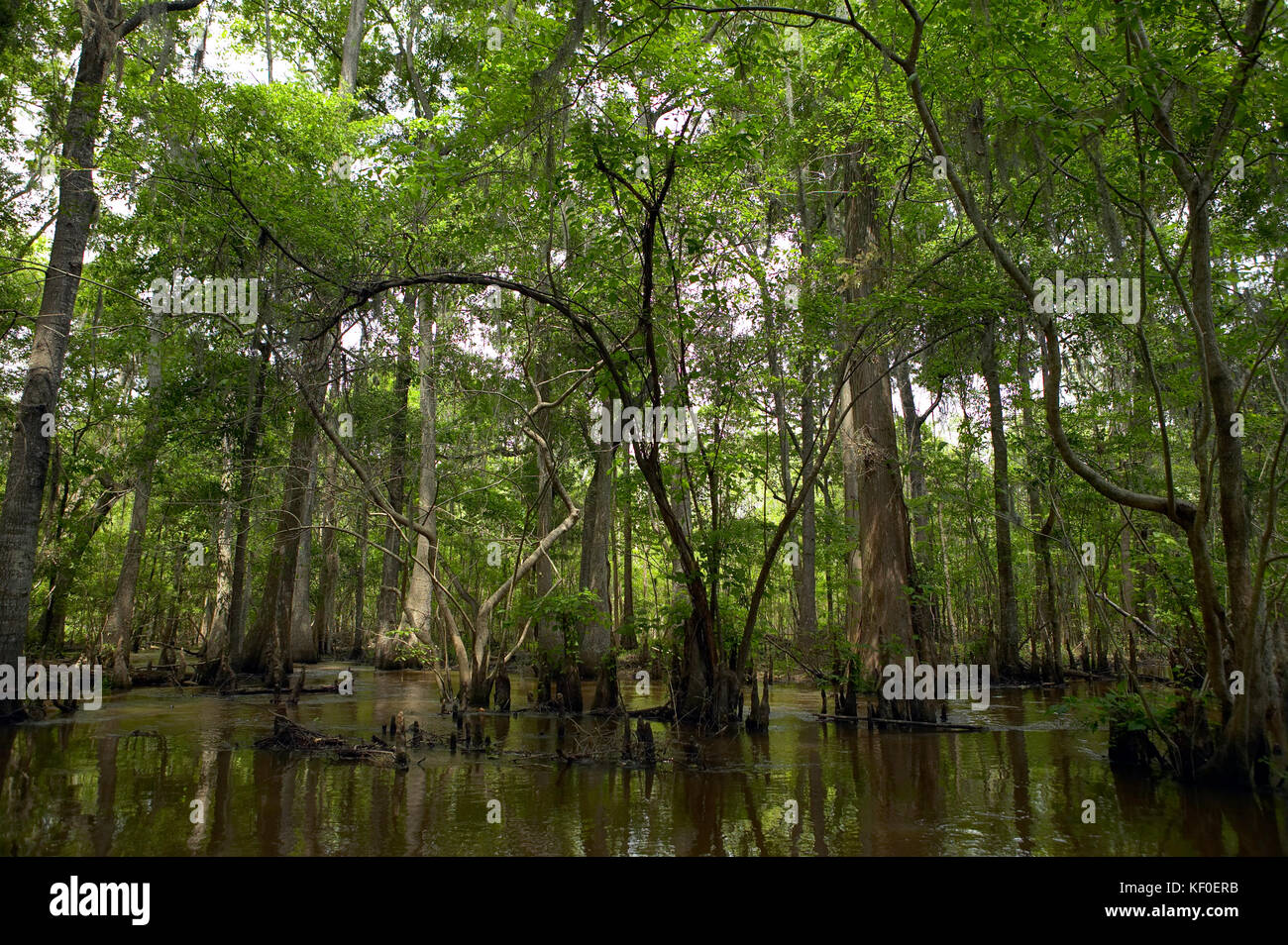 Green trees at shady swamp by Altamaha River, USA Stock Photo