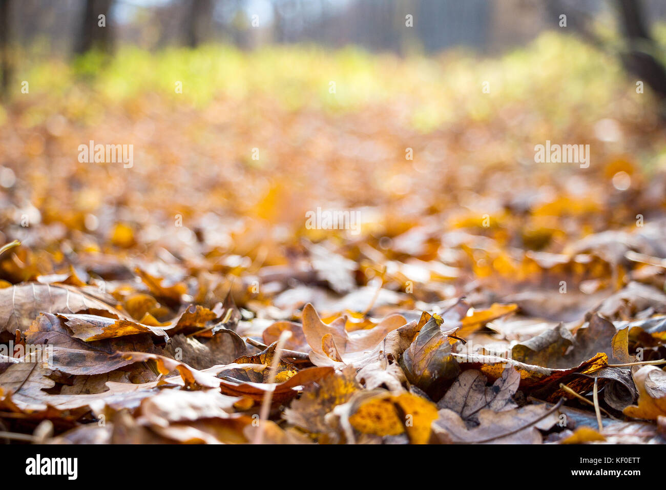 Fallen autumn leaves in the forest Stock Photo - Alamy