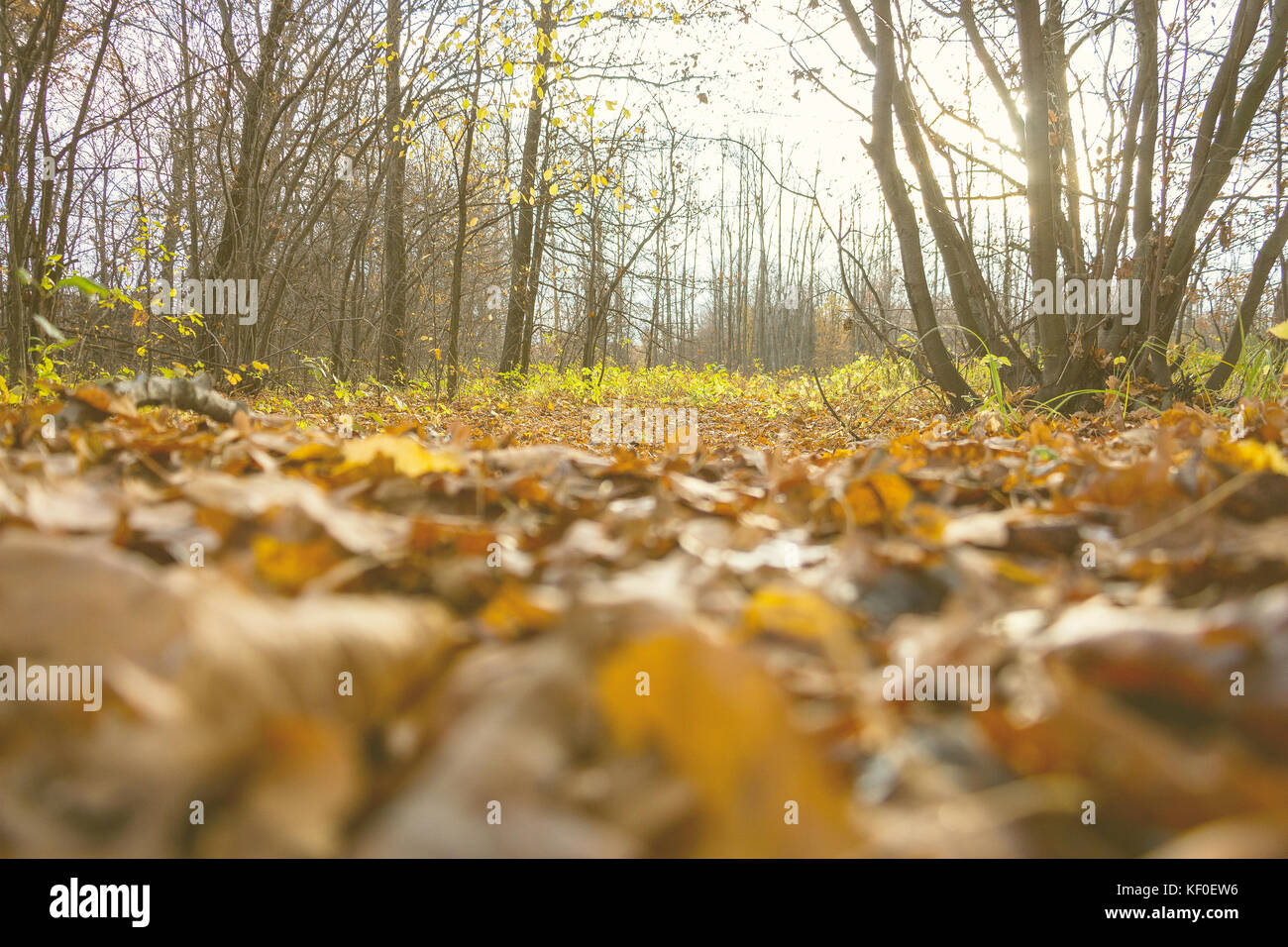 Fallen autumn leaves in the forest Stock Photo - Alamy