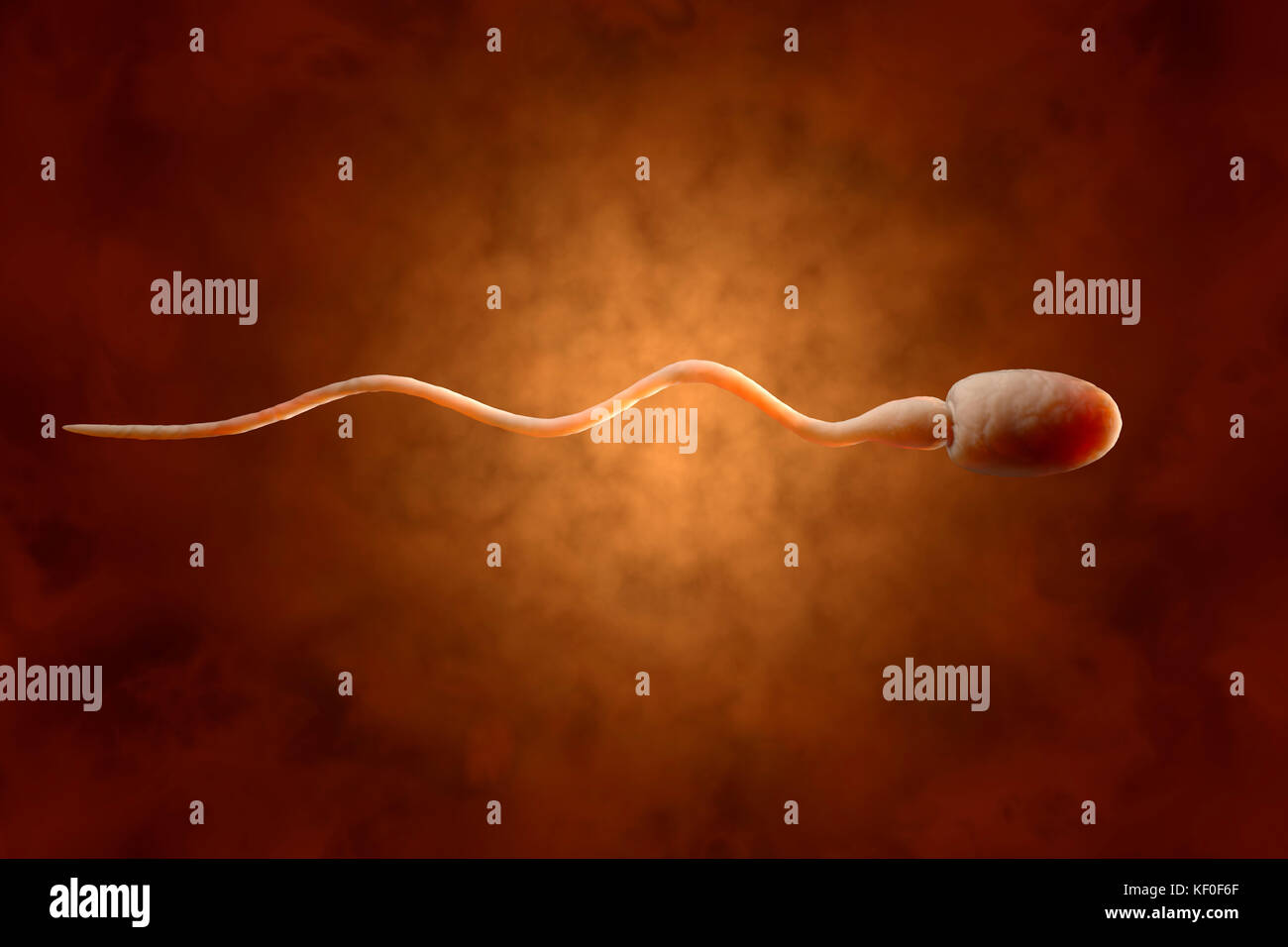 Sperm, 3D Rendering Stock Photo