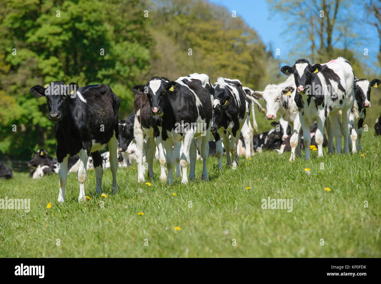 Holstein dairy heifer calves in grass field, Staffordshire. Stock Photo