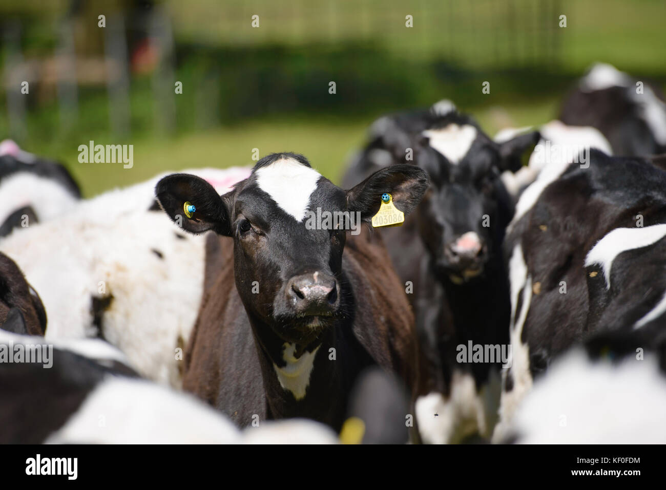 Holstein dairy heifer calves in grass field, Staffordshire. Stock Photo
