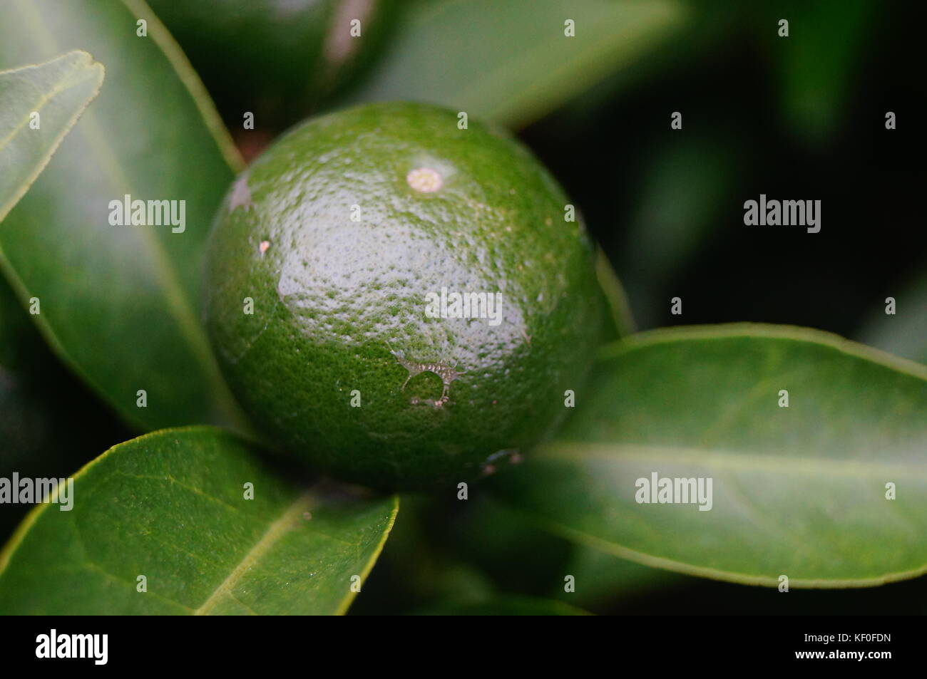 Oranges Ripe And Not Ripes The oranges growing on fruit trees are not ripe yet Stock Photo - Alamy